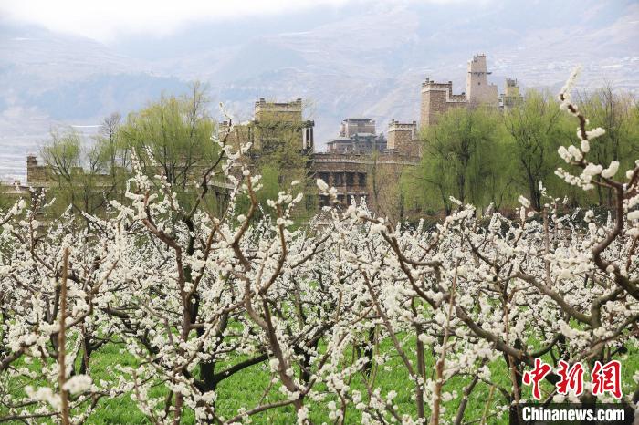 潔白的李花與村寨交相輝映，勾勒出一幅美麗的和諧生態(tài)畫卷。　何清海 攝