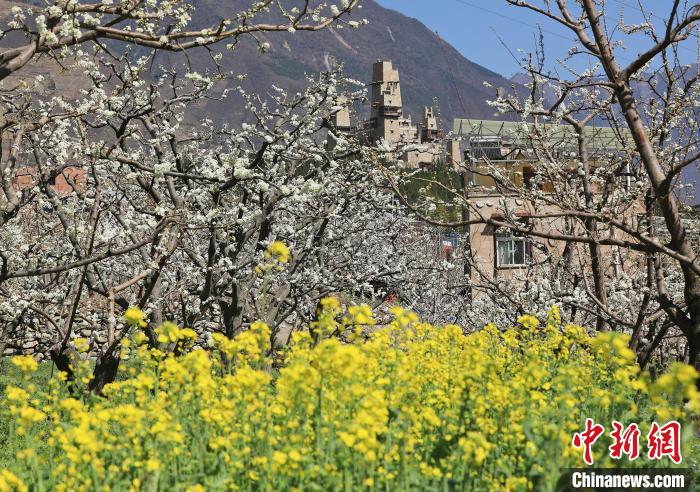 潔白的李花與村寨交相輝映，勾勒出一幅美麗的和諧生態(tài)畫卷?！『吻搴?攝