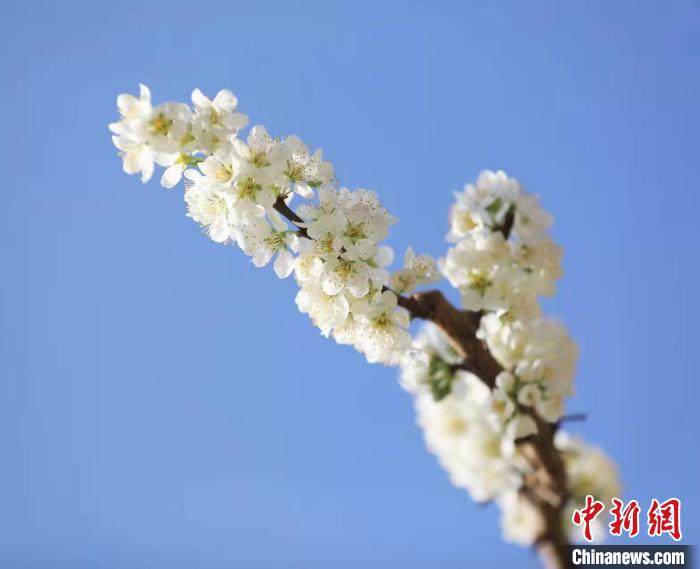 李花盛開?！『吻搴?攝