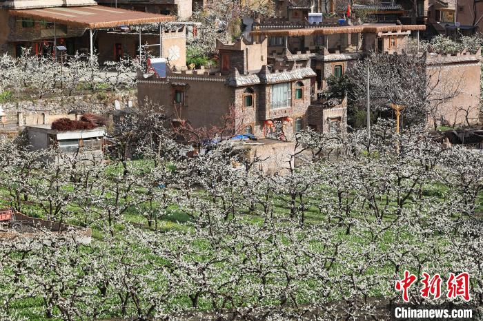 潔白的李花與村寨交相輝映，勾勒出一幅美麗的和諧生態(tài)畫卷?！『吻搴?攝