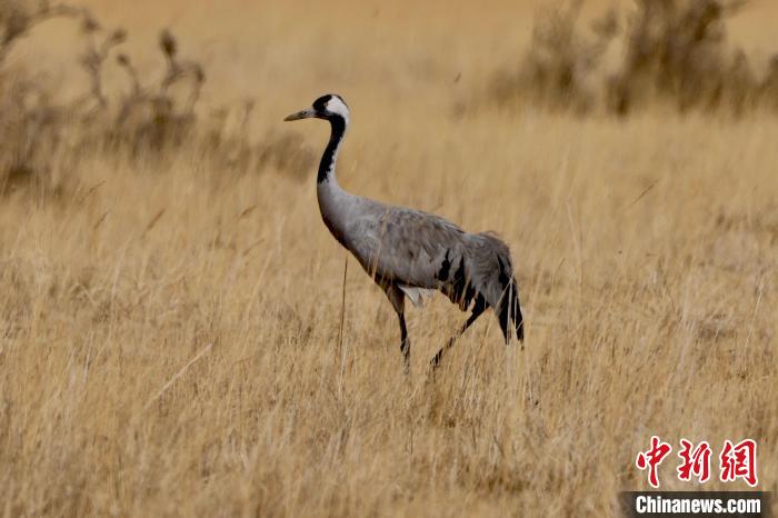 圖為灰鶴在青海海西蒙古族藏族自治州都蘭縣巴隆地區(qū)“閑庭漫步”?！?松太加 攝
