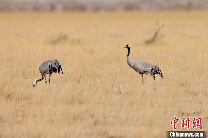 圖為灰鶴在青海海西蒙古族藏族自治州都蘭縣巴隆地區(qū)“閑庭漫步”?！?松太加 攝
