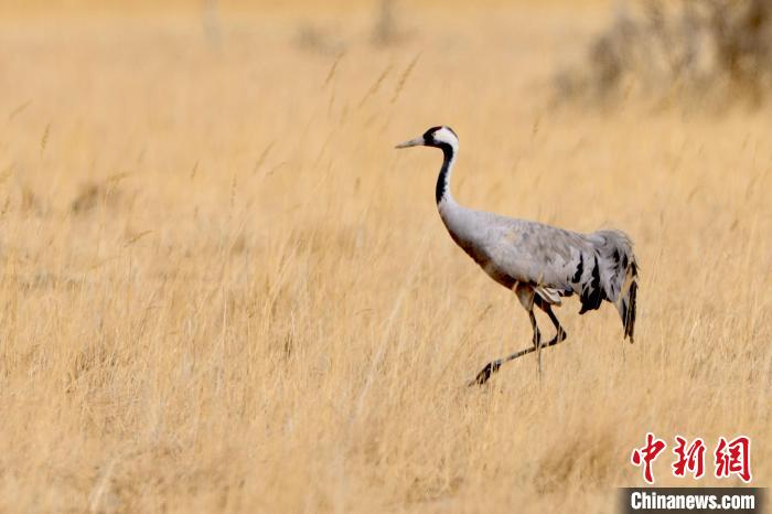圖為灰鶴在青海海西蒙古族藏族自治州都蘭縣巴隆地區(qū)“閑庭漫步”。　 松太加 攝