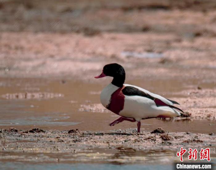 圖為翹鼻麻鴨?！」Π栽?攝