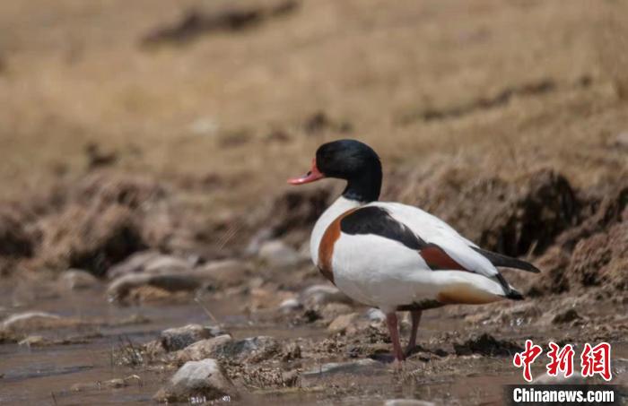 圖為翹鼻麻鴨?！」Π栽?攝