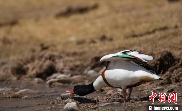 圖為翹鼻麻鴨?！」Π栽?攝