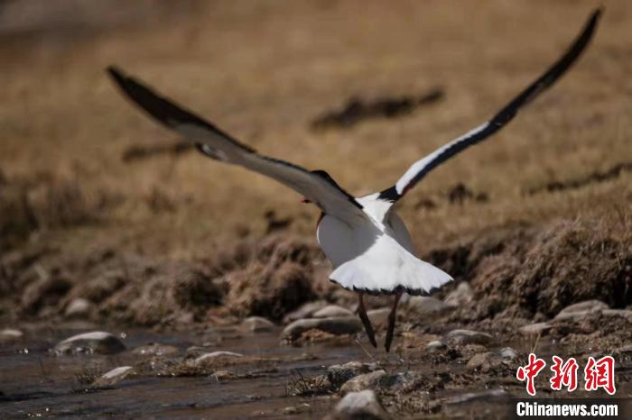 圖為騰飛的翹鼻麻鴨?！」Π栽?攝