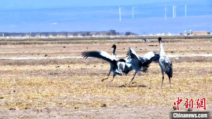 圖為黑頸鶴追逐嬉戲?！￡惷髡?攝