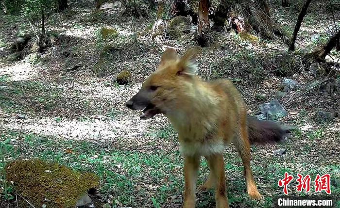 青?；ブ鄙搅謪^(qū)首次記錄到豺活動影像