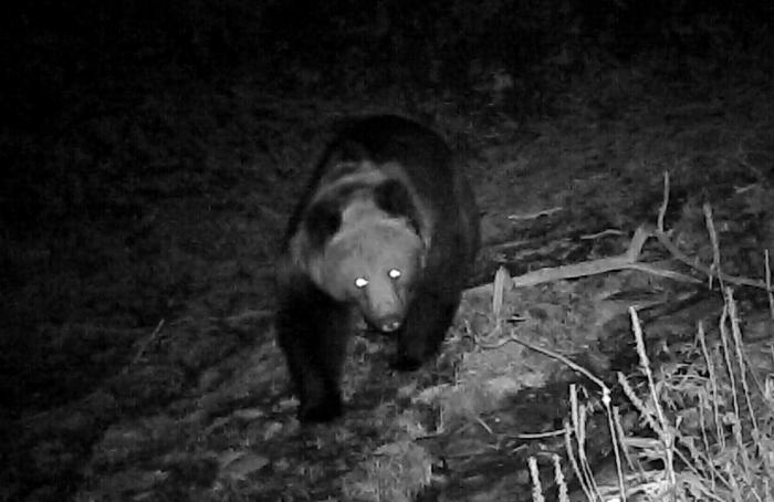 青?；ブ鄙?0年來首次發(fā)現(xiàn)棕熊活動軌跡