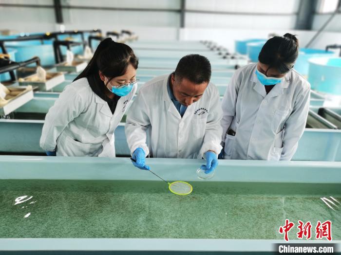 圖為工作人員檢查魚苗。　張?zhí)砀?攝