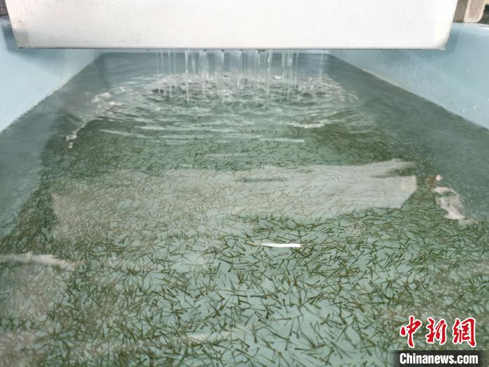 圖為正在育苗?！?zhí)砀?攝