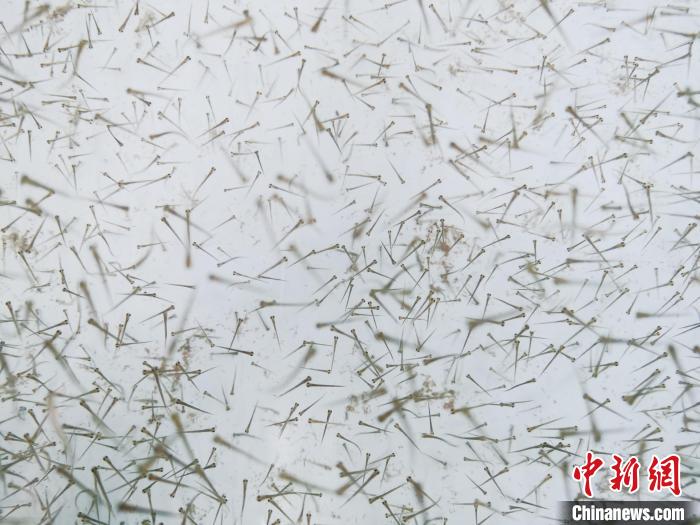 圖為魚苗?！?zhí)砀?攝