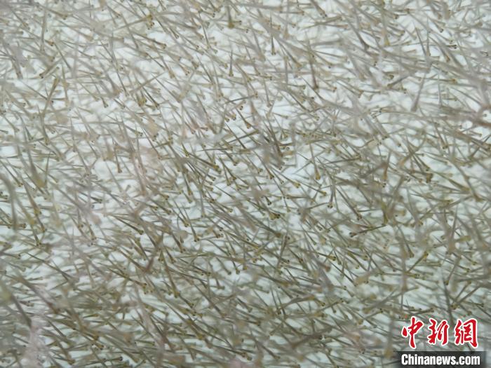圖為密集分布的魚苗?！?zhí)砀?攝