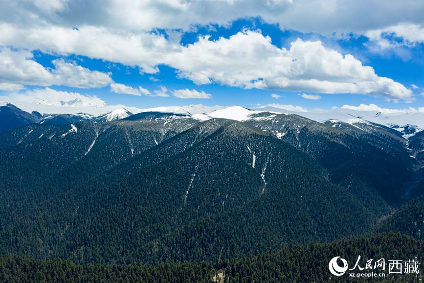圖為在海拔4700多米的色季拉山，觀測(cè)從森林到草甸的多種植被類型。