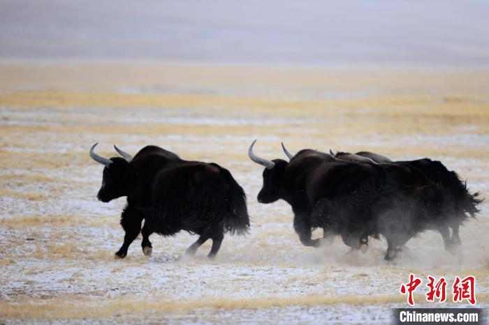 牦牛如何適應低氧環(huán)境？中科院團隊發(fā)現(xiàn)牦牛特有肺內皮細胞起作用