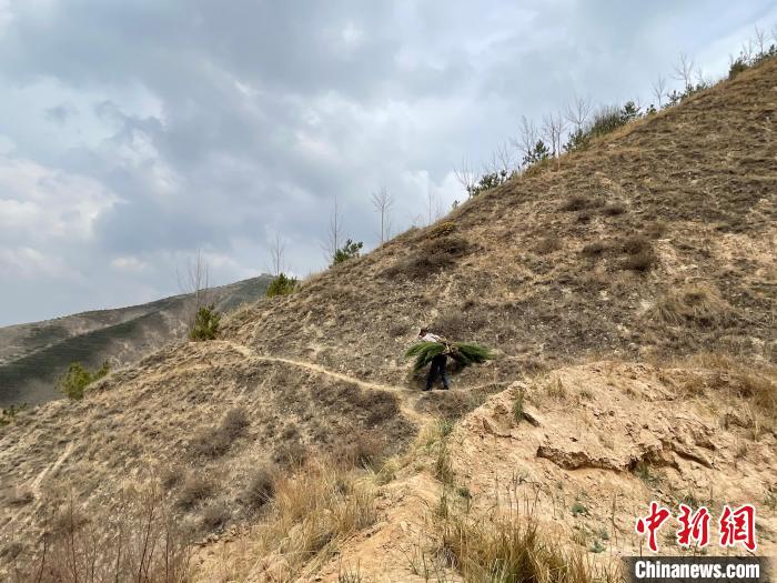 資料圖為建行青海省分行綠化區(qū)施工隊(duì)隊(duì)員人工運(yùn)樹苗?！〗ㄐ星嗪Ｊ》中泄﹫D