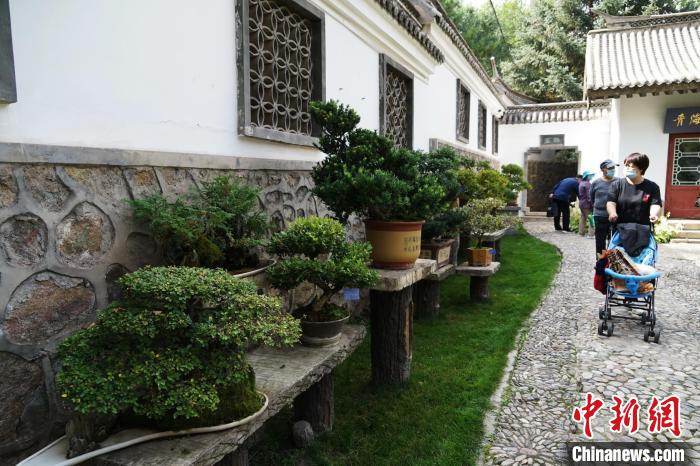 圖為市民在西寧園林植物園內(nèi)觀賞盆景。　馬銘言 攝