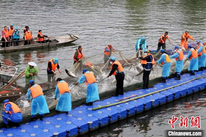 捕撈現(xiàn)場(chǎng)。　主辦方供圖