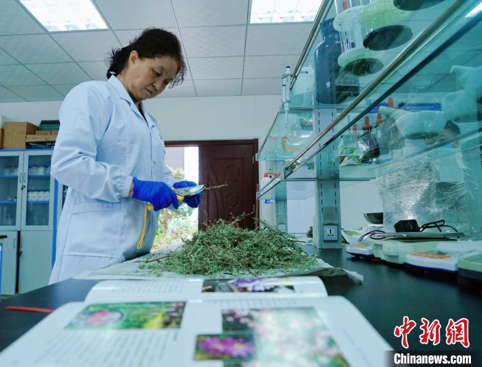 圖為張錦梅在實(shí)驗(yàn)室工作?！●R銘言 攝