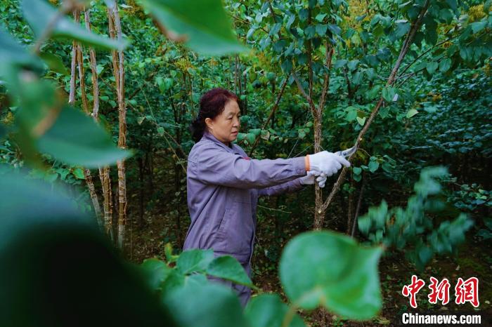 圖為張錦梅修剪丁香枝干?！●R銘言 攝
