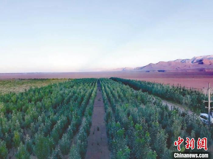 圖為格爾木境內(nèi)種植的綠樹?！「駹柲救诿襟w中心供圖
