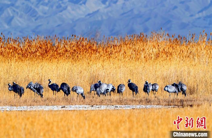 圖為可魯克湖野生水鳥覓食。　德令哈市委宣傳部供圖