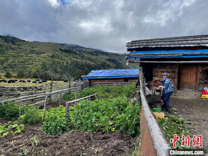 圖為9月27日牧民的牧屋和菜園子。 <a target='_blank' href='/'><p  align=