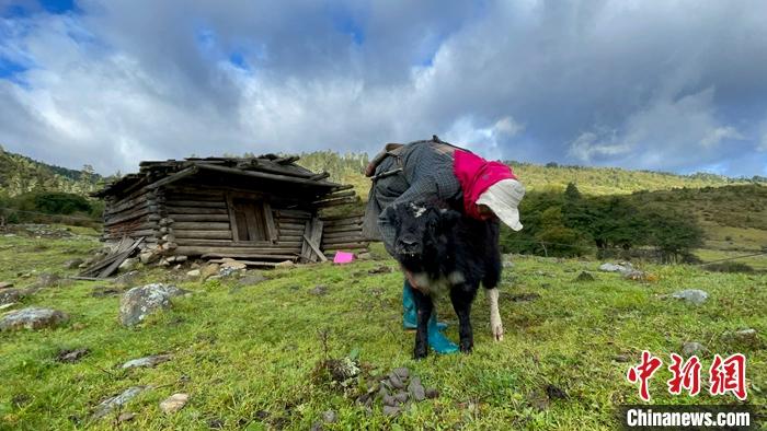 圖為9月27日牧民給小牦牛按摩。 <a target='_blank' href='/'><p  align=