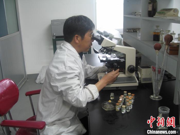 資料圖為研究團隊進行實驗室寄生蟲分類鑒定?！?青海省畜牧獸醫(yī)科學院供圖