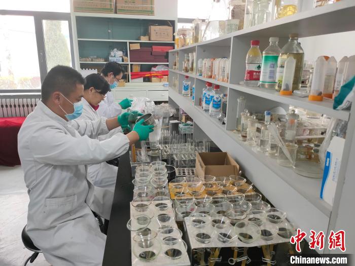 資料圖為研究團隊進行樣本檢查?！?青海省畜牧獸醫(yī)科學院供圖