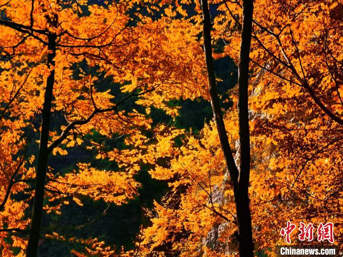 秋意濃?！≈炱桨?攝