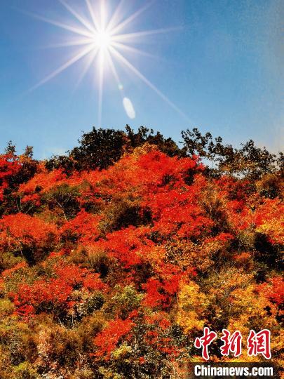 萬源市紅葉似火?！≈炱桨?攝