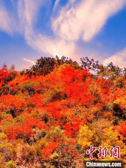 萬源深秋紅葉似火。　朱平安 　攝