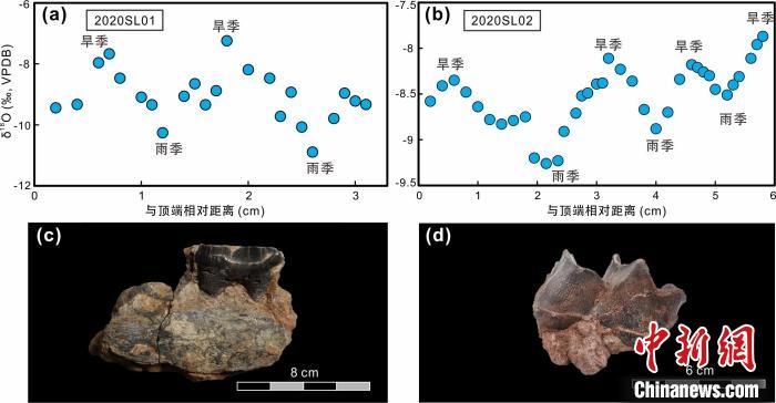本次研究中的犀牛牙齒化石及氧同位素特征?！≈锌圃呵嗖馗咴?供圖