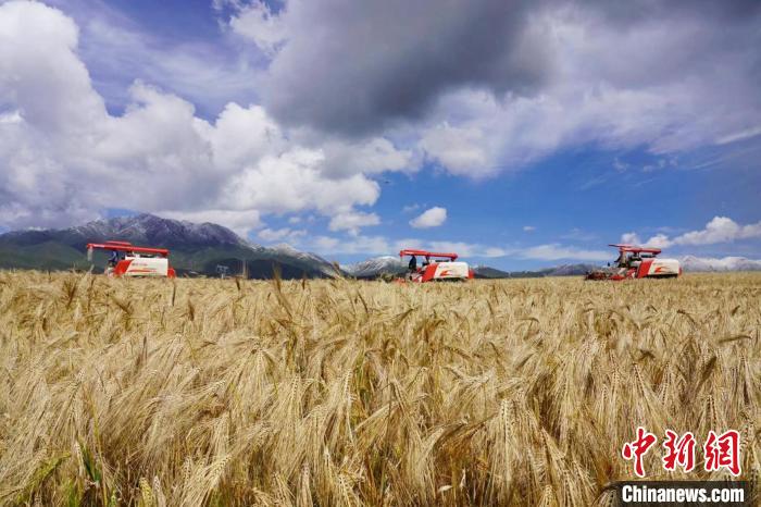 圖為青稞收獲。　李玉峰 攝