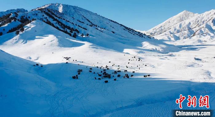 圖為牦牛群在雪地里覓食?！《继m縣融媒體中心供圖