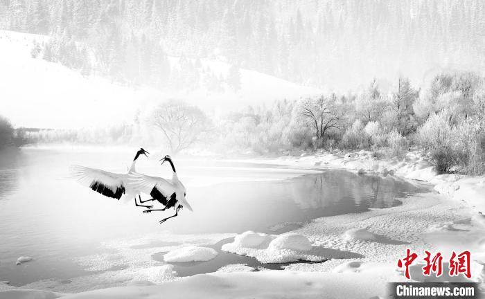 圖為焦生福的作品《鶴嬉雪林》?！∏嗪Ｊ∑钸B山自然保護協(xié)會供圖