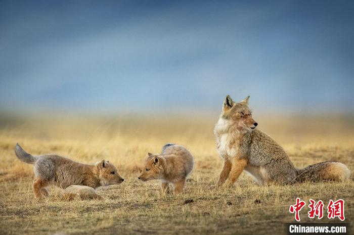 圖為焦生福的作品《居安思?！??！∏嗪Ｊ∑钸B山自然保護協(xié)會供圖