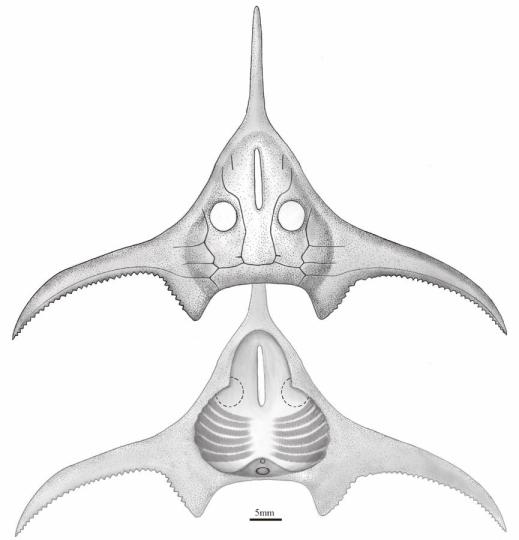 玉海翼角魚復(fù)原圖?！」ぢ?繪圖 攝