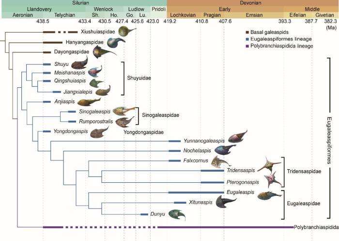 盔甲魚類的系統(tǒng)發(fā)育關(guān)系及地史分布?！≈锌圃汗偶棺邓?供圖