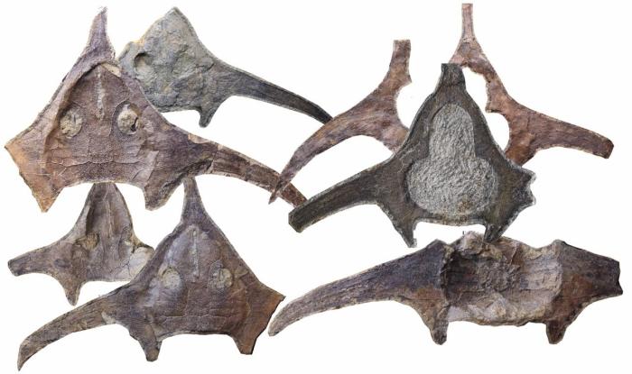 玉海翼角魚化石照片。　蓋志琨 攝