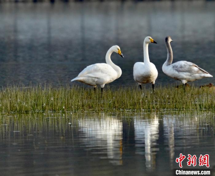 圖為三只大天鵝?！±钣穹?攝