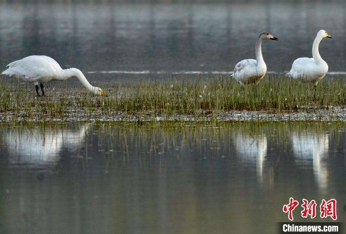 圖為三只大天鵝在黃河灘地嬉戲。　李玉峰 攝