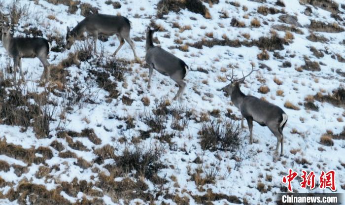 圖為巖羊和馬鹿集體覓食?！《继m縣融媒體中心 供圖