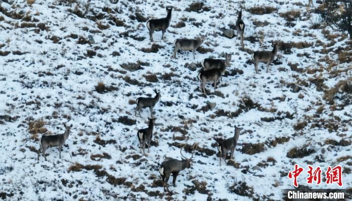 圖為巖羊和馬鹿集體覓食?！《继m縣融媒體中心 供圖