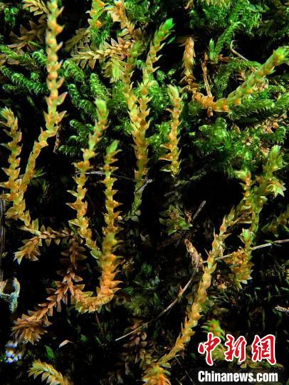 圖為九龍卷柏?！∏嗪Ｉ剿匀毁Y源調(diào)查規(guī)劃設(shè)計研究院供圖