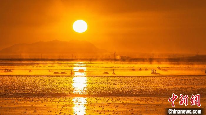 圖為天鵝群在湖中休憩?！『螁⒔?攝