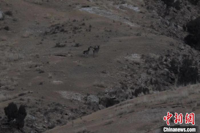 圖為兩只馬鹿在山坡上行走?！〔湃?攝