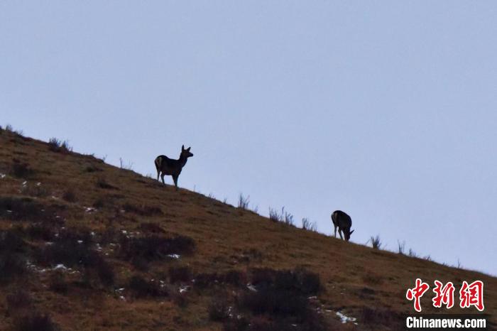 圖為馬鹿在山坡上覓食。　才仁 攝